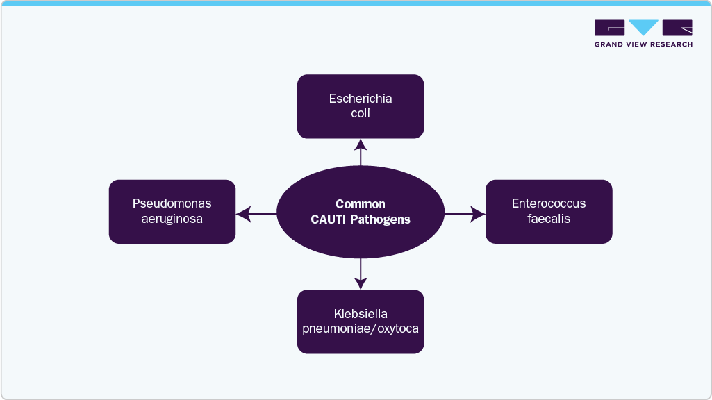 Common CAUTI Pathogens